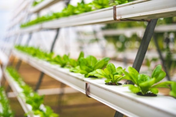 Laguna hydroponiczna – innowacyjny sposób uprawy roślin bez gleby
